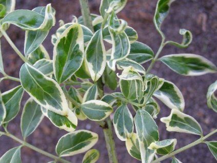 Euonymusalatus SilverCloud 2