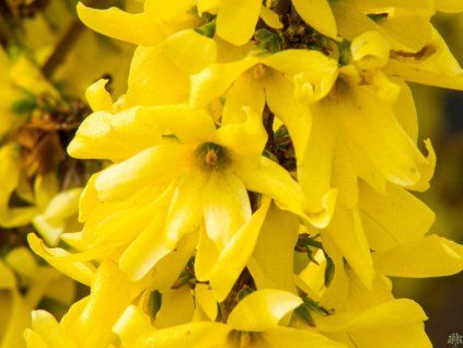 Forsythia Mikador (2)