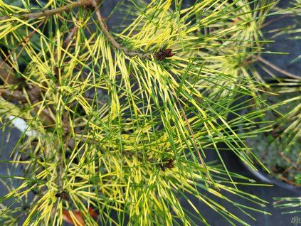 Pinus densiflora 'Golden Ghost' (1)