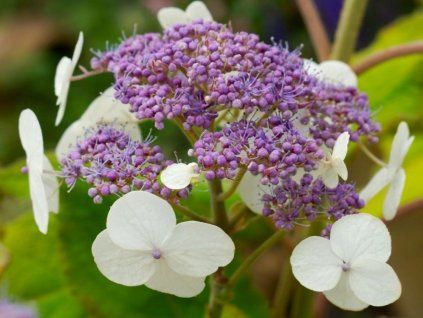 hydrangea aspera goldrush2 750x750
