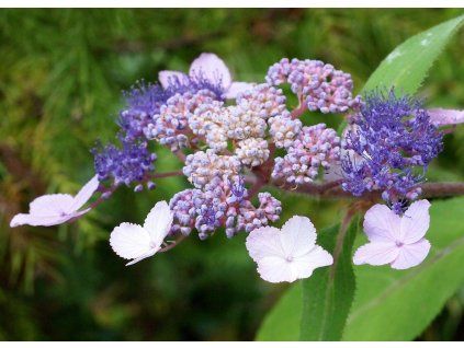 Bix Sam Mc Donald 2016