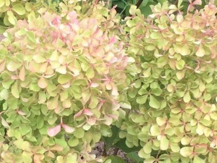Hydrangea latina