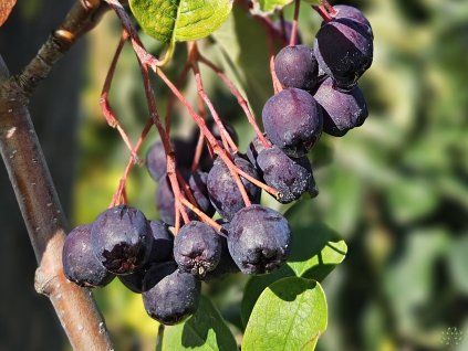 Sorbus Black Ruby (2)