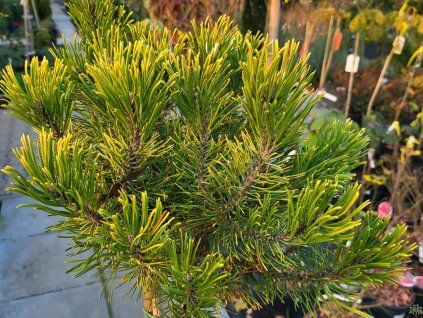Pinus uncinata 'Orange Sebastian' (2)