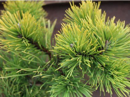 96128 borovice klec jalubi