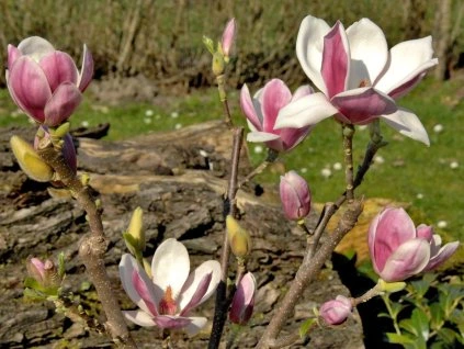 96131 magnolie satisfaction