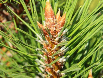 96137 borovice cerna frank