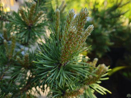 96149 3 borovice lesni bedrich