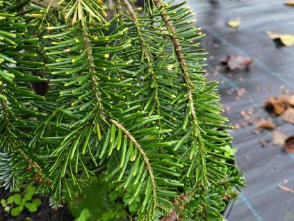 Abies alba Pendula (2)