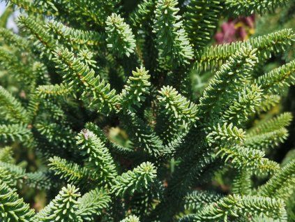 96218 jedle spanelska fastigiata