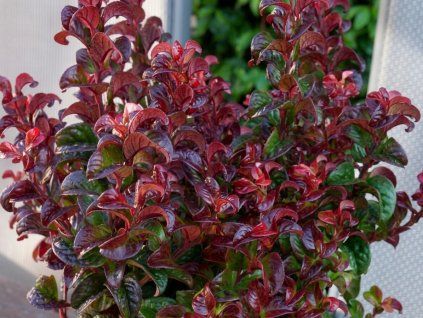 Leucotoe 'Twisting Red'