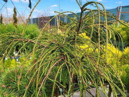 Thuja plicata 'Whipcord'