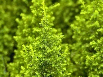 Zypresse 'Top Point' (Container p17)