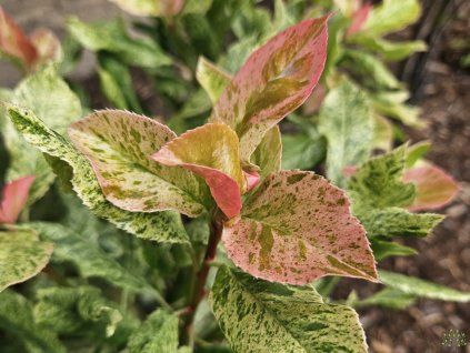 Photinia Pink crispy