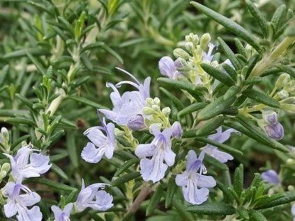 96842 Rosmarin Capri