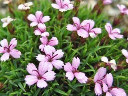 hvozd�k pichlav�