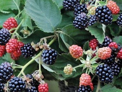 schwarzer Wasserfall