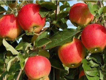 101249 1 jablon galmac