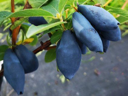 Schneesturm brach aus