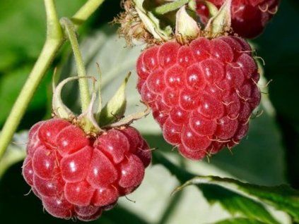 süßer Sonnenschein