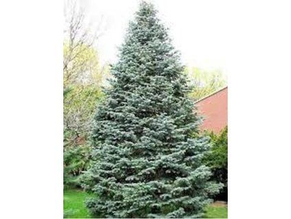 jedle oj�n�n� glauca