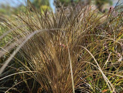 Carex Milchschokolade