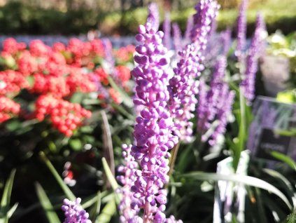 Liriope Money Maker (3)