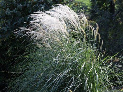 miskant chinski vanilla sky miscanthus sinensis