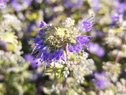 Caryopteris Sunny Blue (1)