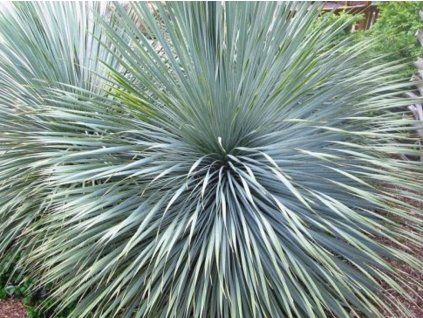 Yucca