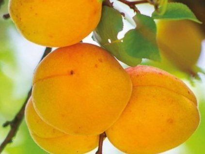 102419 1 merunka harmat