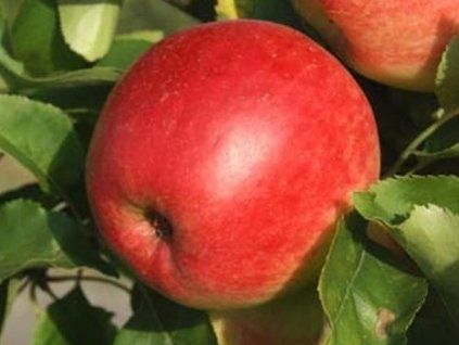 102707 1 jablon jester