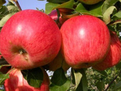 102719 jablon romance