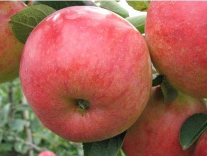102776 1 jablon rebella