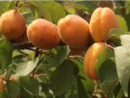 102779 1 merunka dobrzynska