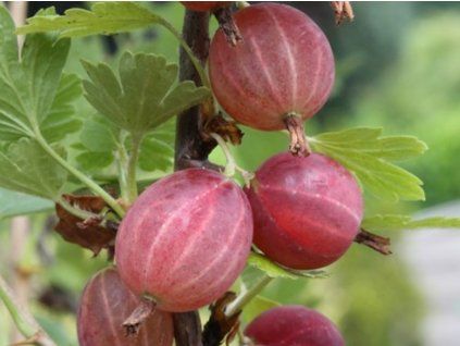 102785 1 angrest xenia