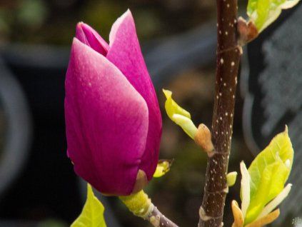 Magnolia Lilac Chilac