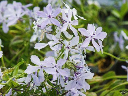 Phlox divaricata 'Wolken des Parfüms'