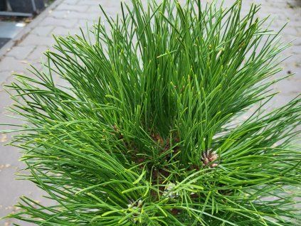 Pinus nigra 'Petra' (2)