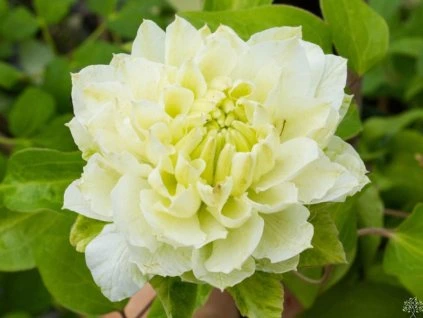 103238 plamenek kohana