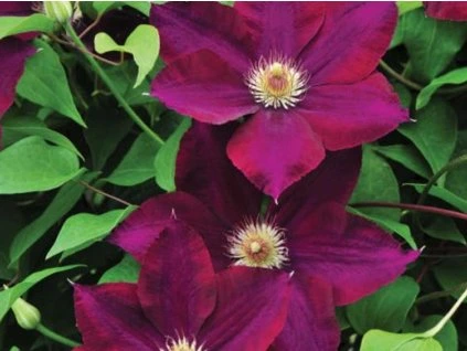 103253 plamenek volcano mazowsze