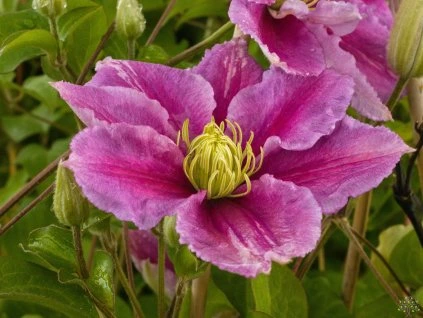 Clematis Piilu (1)