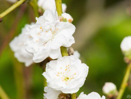 Prunus Taoflora White (1)