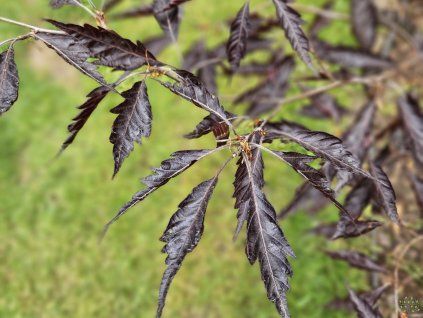 Fagus Midnight Feather (1)