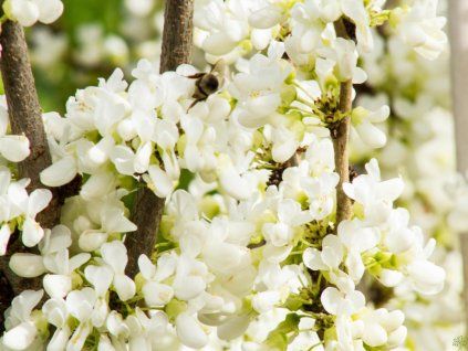 Cercis Shirobana (2)