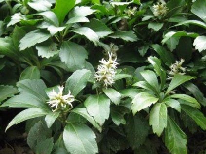 pachysandra klasnat�