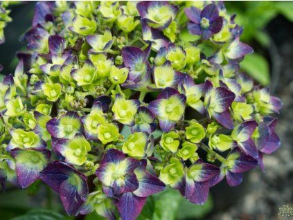 love purple