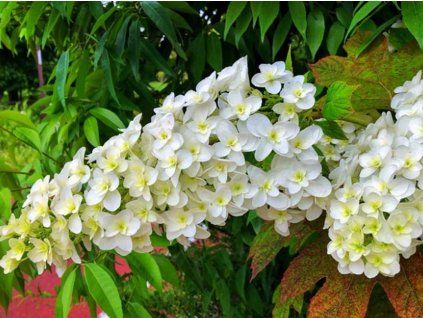 hortenzie dubolist�