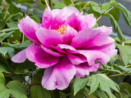 Paeonia Hanakisoi (1)