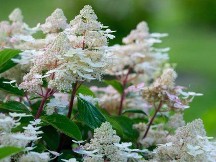 hydrangea paniculata hpopr018 pbr early harry 202 3